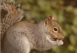 East York, Richmond Hill and Scarborough’s Squirrels Control
