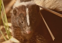 East York, Richmond Hill and Scarborough’s Skunks Control