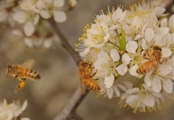 East York, Richmond Hill and Scarborough’s Bees Control